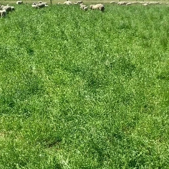 11 December 2025
Regenerative Agriculture Dryland Experiment Field Day