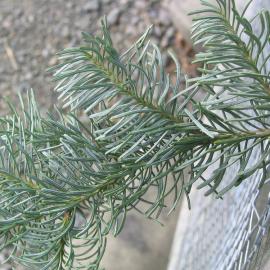 Abies magnifica 1