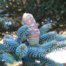 Abies pinsapo 2