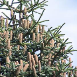 Abies pinsapo 6