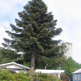 Abies pinsapo 7