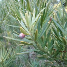 Afrocarpus falcatus syn. Podocarpus   2