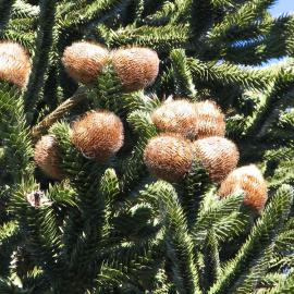 Araucaria araucana 2