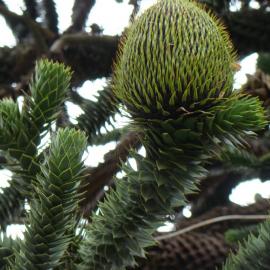 Araucaria araucana 3