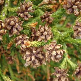 Athrotaxis cupressoides 3