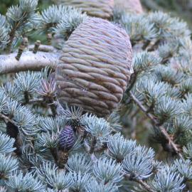 Cedrus atlantica cones