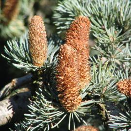 Cedrus atlantica male strobili