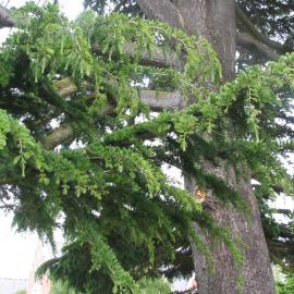 Cedrus libani 2