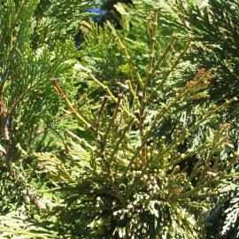 Calocedrus decurrens 2