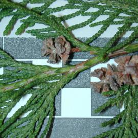 Chamaecyparis lawsoniana 3