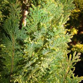 Chamaecyparis lawsoniana Ellwoodii 1