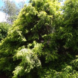 Chamaecyparis pisifera Filifera Aurea 4
