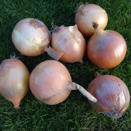 Allium cepa Pukekohe Longkeeper