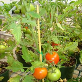Lycopersicon esculentum tomatoes