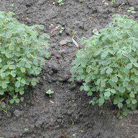 Oxalis tuberosa - yam or oca 1