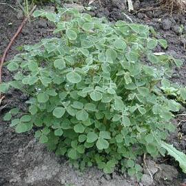 Oxalis tuberosa - yam or oca 2
