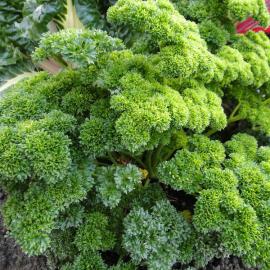Petroselinum hortense parsley