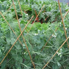 Pisum sativum peas 1