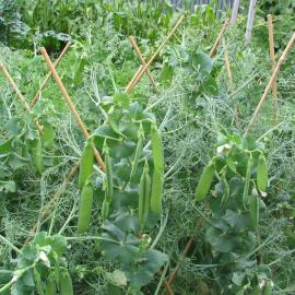 Pisum sativum peas 2