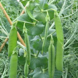 Pisum sativum peas 3