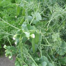 Pisum sativum peas 4