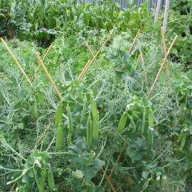 Pisum sativum peas 5