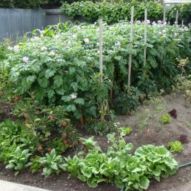 Solanum tuberosum Moonlight 1