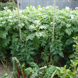 Solanum tuberosum Moonlight 2