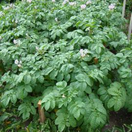 Solanum tuberosum Moonlight 3