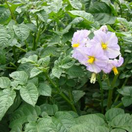 Solanum tuberosum Moonlight 4