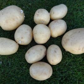 Solanum tuberosum Nadine
