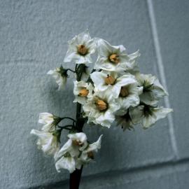 Solanum tuberosum Potato large flowers