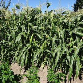 Sweet corn
