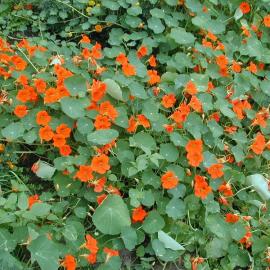 Tropaeolum majus nasturtium