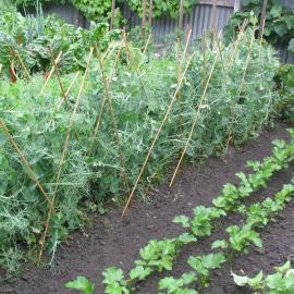 Vegetable garden 1