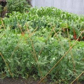 Vegetable garden 2