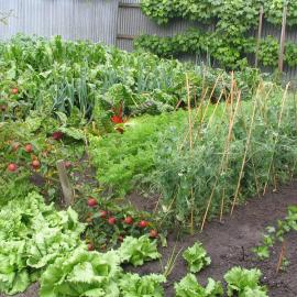 Vegetable garden 3