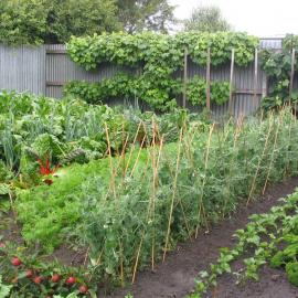 Vegetable garden 4