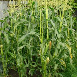 Zea mays 1