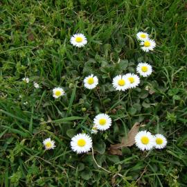 Bellis perennis 1