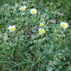 Bellis perennis 2