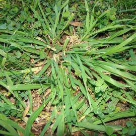 Bromus spp