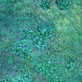 Colour and species variation in lawn 2