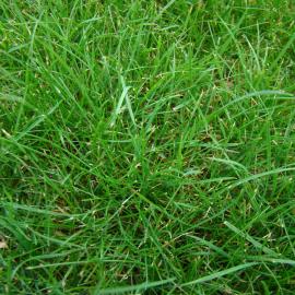 Festuca rubra