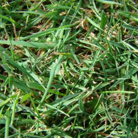 Grass and layer of dying leaves
