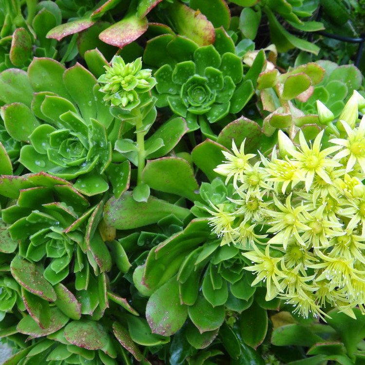 Coastal Plants