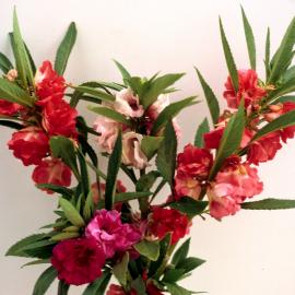 Impatiens balsamina