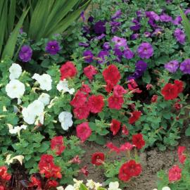 Petunia Colour Parade