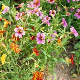 Salpiglossis sinuata Painted Lady 1