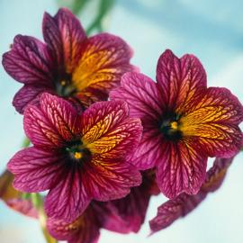 Salpiglossis sinuata Painted Lady 2